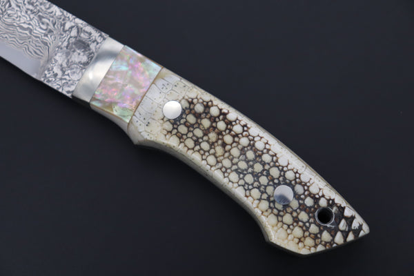 Mr. Itou  ITH-70A  "Treasure Hunter Series" Custom R-2 Damascus 5-1/2" Drop-point Hunter, 'Dots Pattern' Armadillo Hide Handle